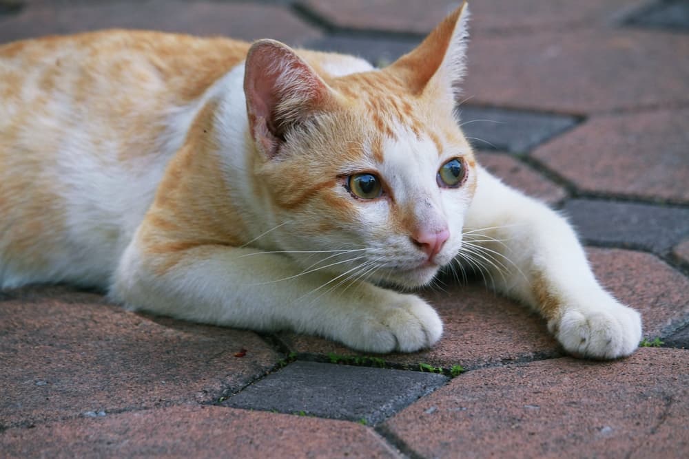 Cat feeling woozy laying down on tiles outdoors