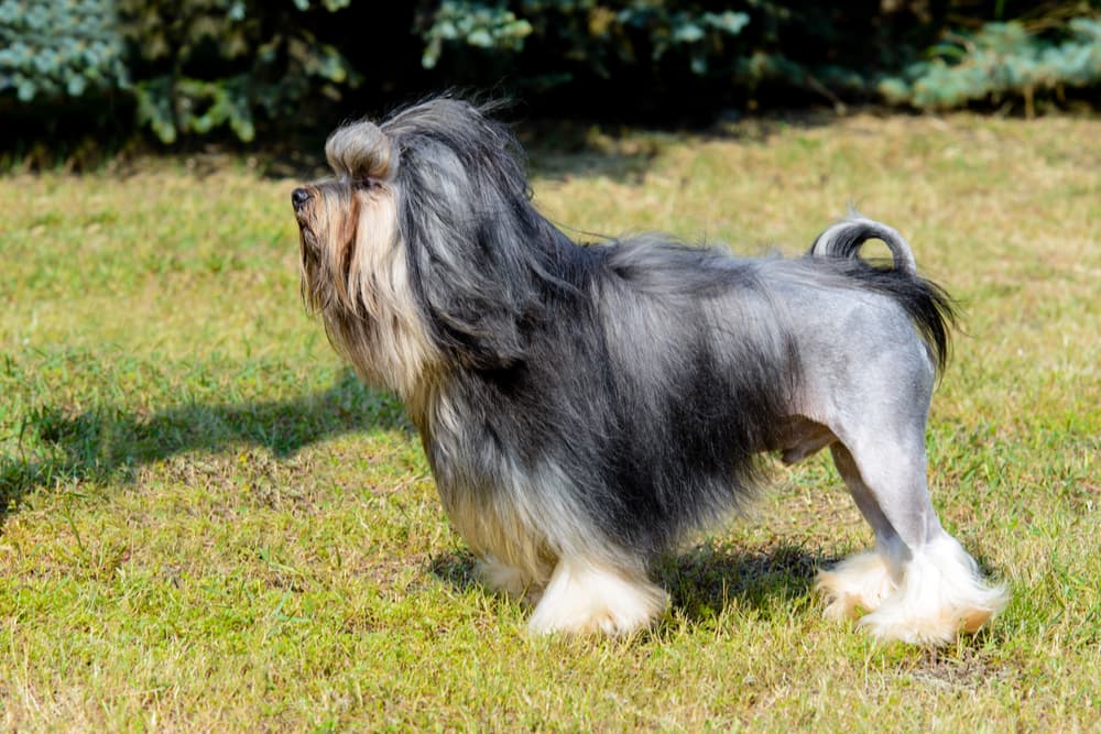 Lowchen dog example of some hypoallergenic dog breeds