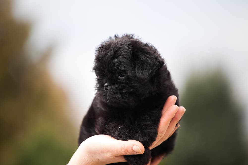 Affenpinscher example of some hypoallergenic dog breeds