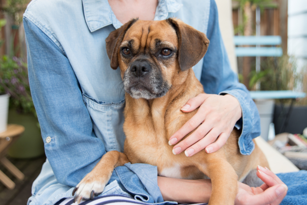 How to Calm a Dog Down: Methods to Try How to Calm a Dog Down: Methods to Try