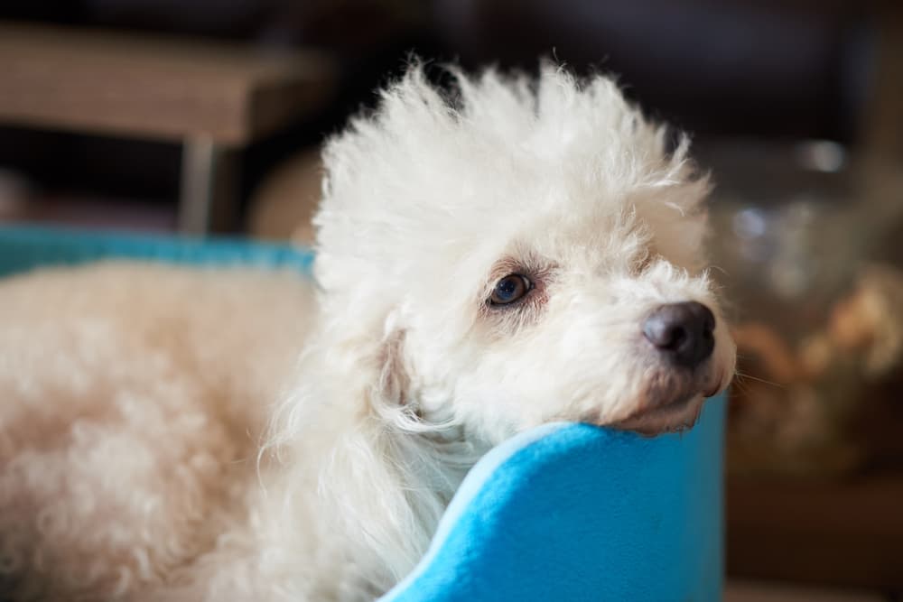 Small dog lying sick in bed wanting to see if can fleas kill a dog