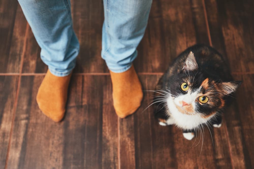 Cat looking up to camera next to owner
