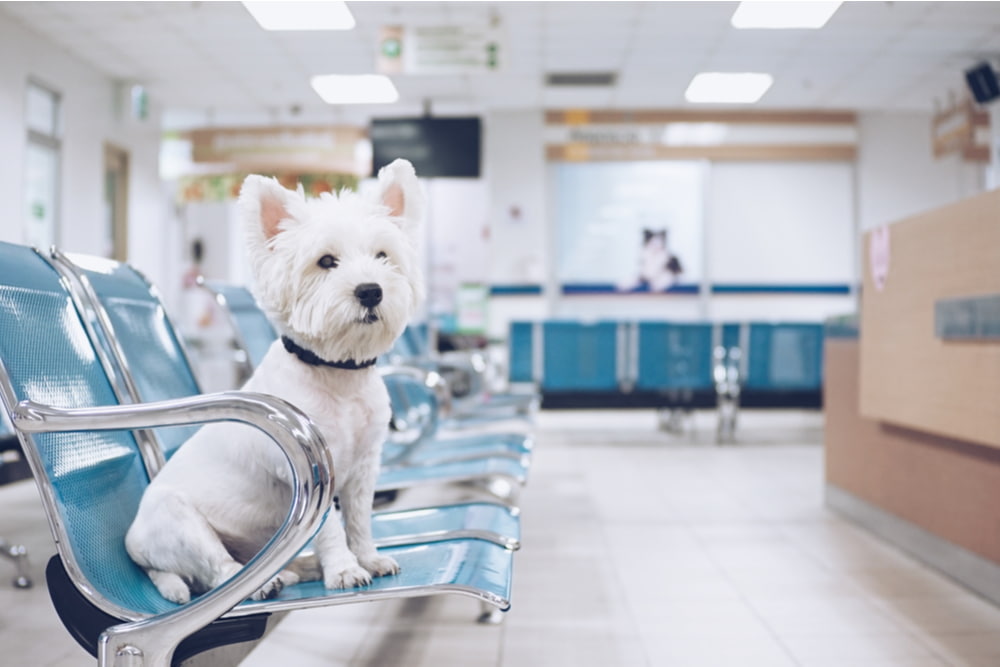 Dog at the vet hospital