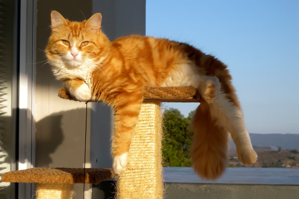 Funny orange cat sitting on a cat tree at home
