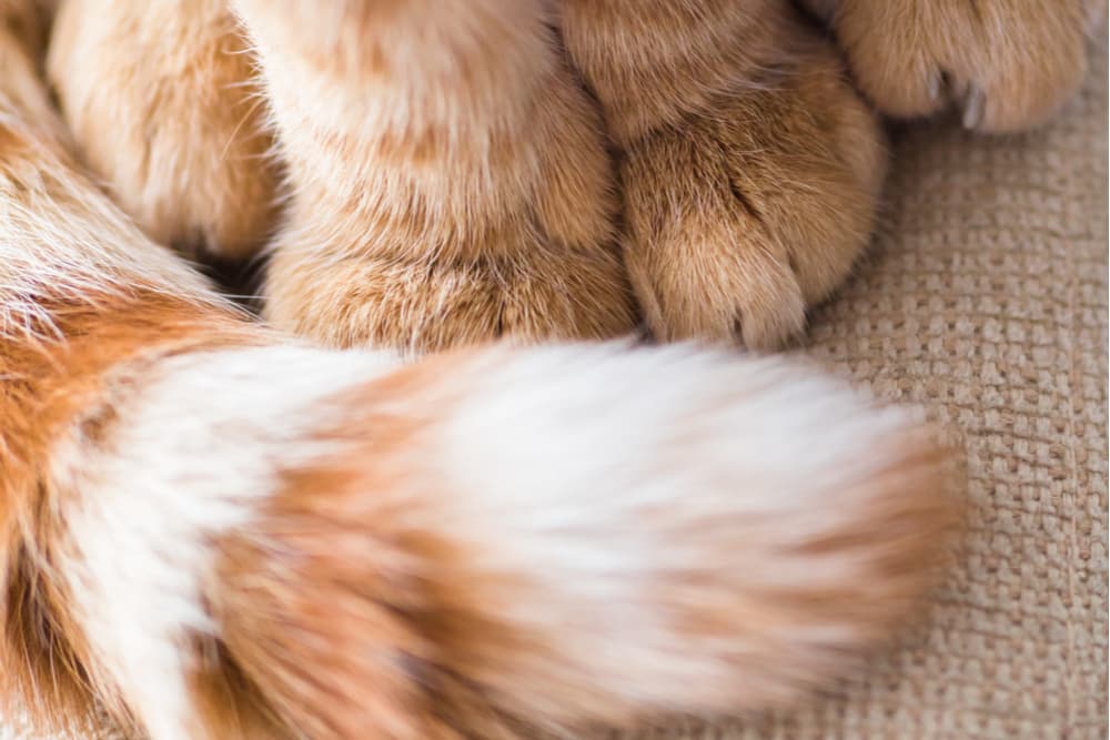 Close up of an orange cat tail, ideas for orange cat names