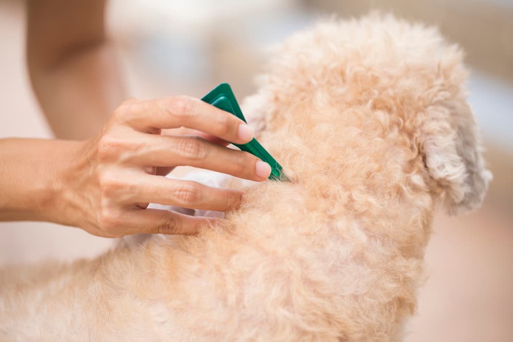 Dog getting flea prevention