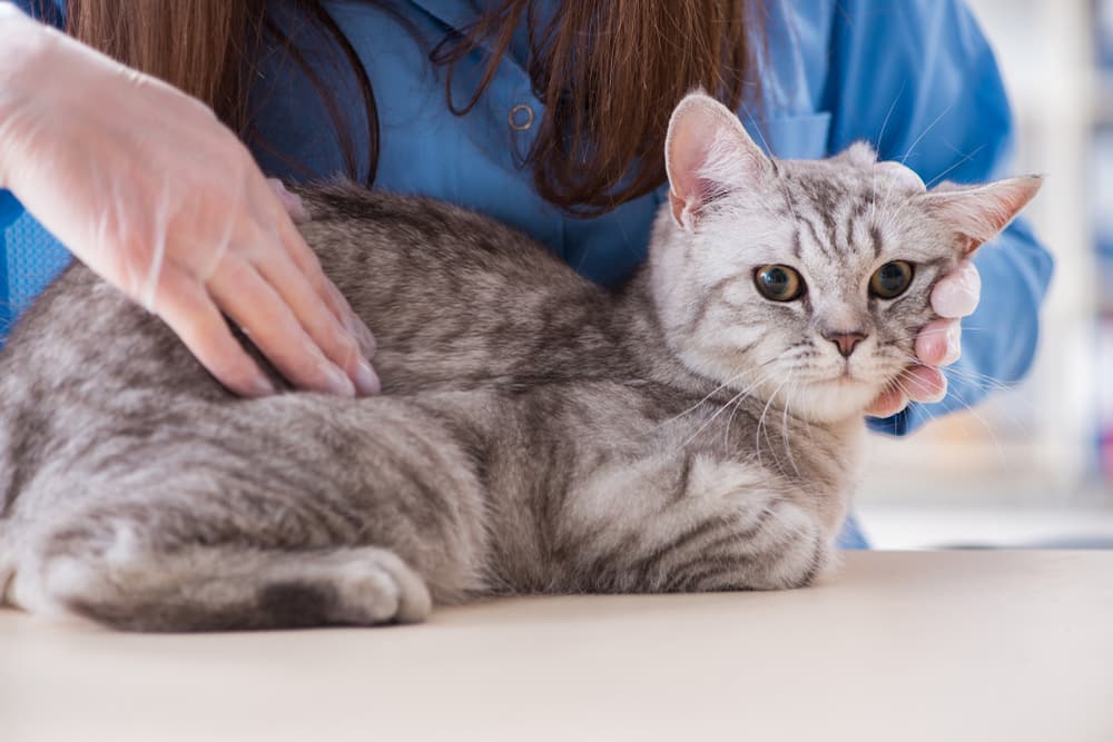 Cat at the vet