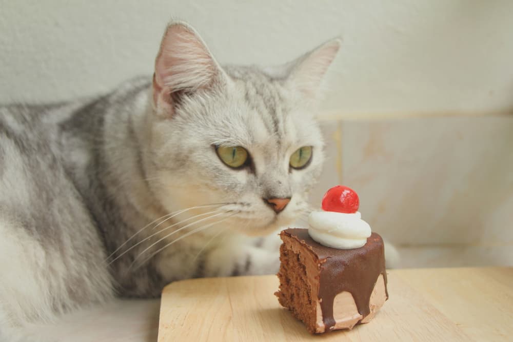 Cat staring at a baked good and wondering if cats can eat chocolate
