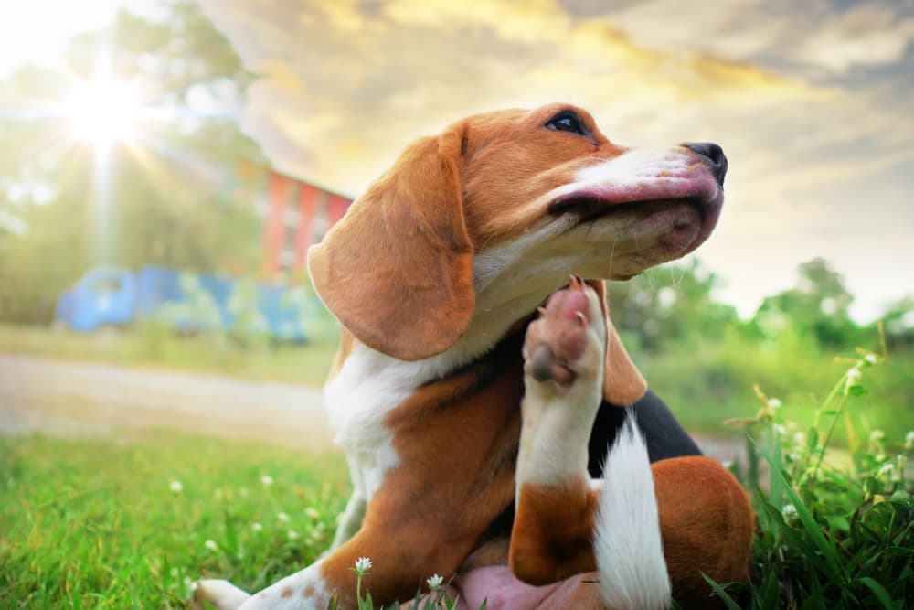 dog scratching under chin is how to tell if your dog has fleas