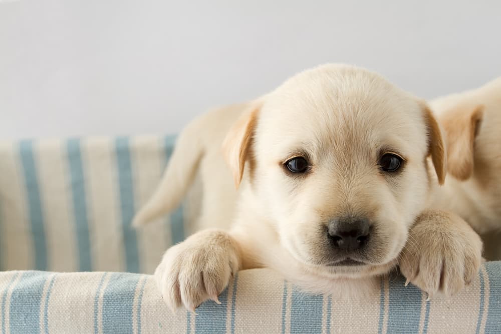 Puppy eyes looking at camera