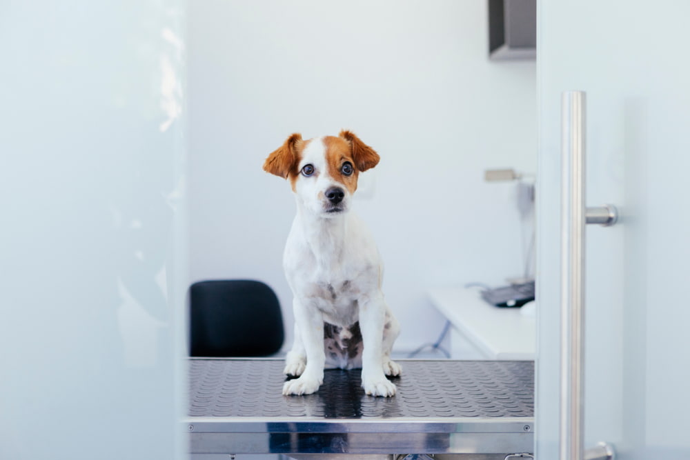 Dog at the vet getting tests done