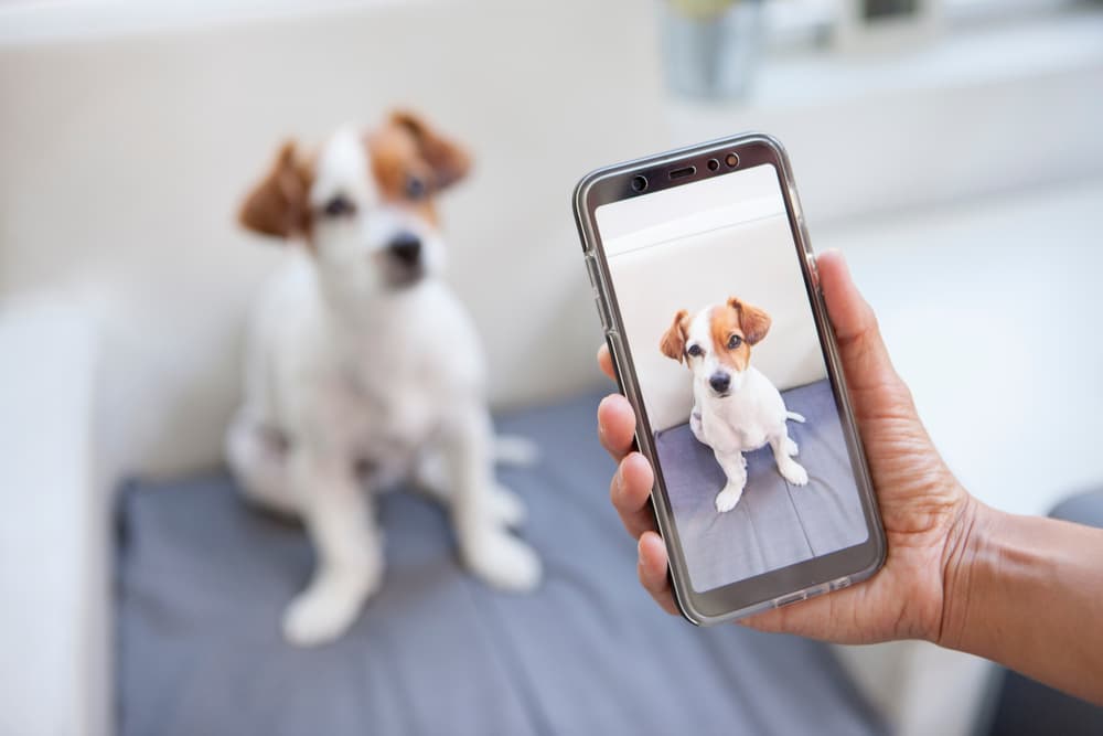 Taking photo of dog