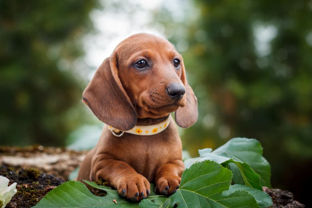Dachshund puppy sitting on a big leaf