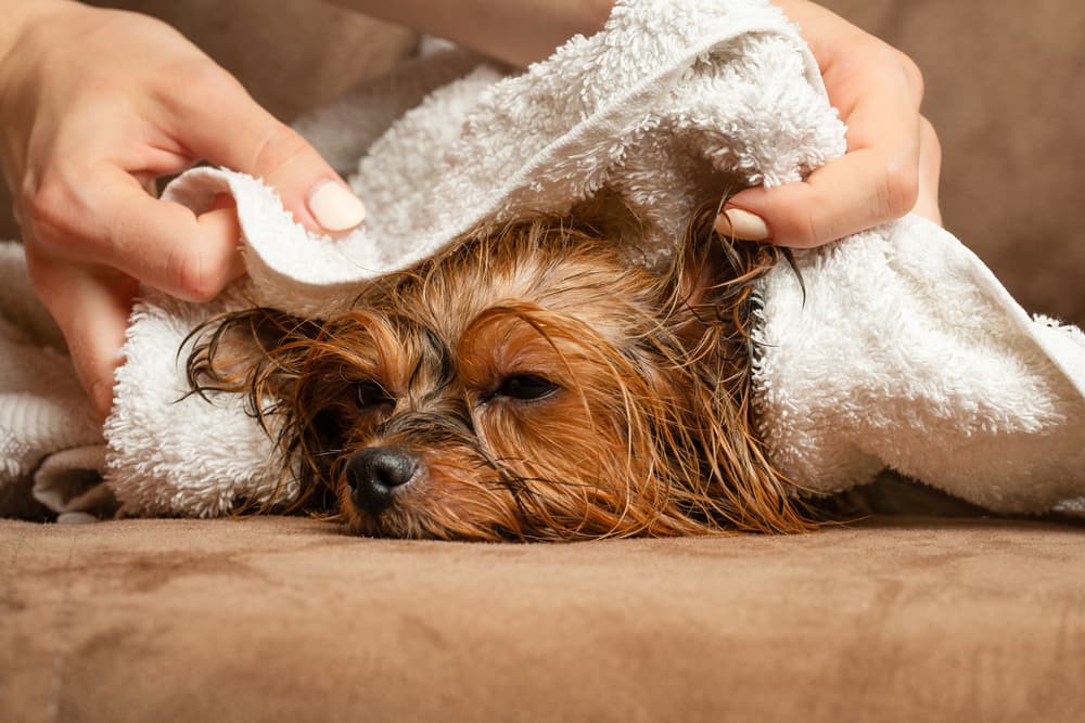 Dog being rubbed with towel
