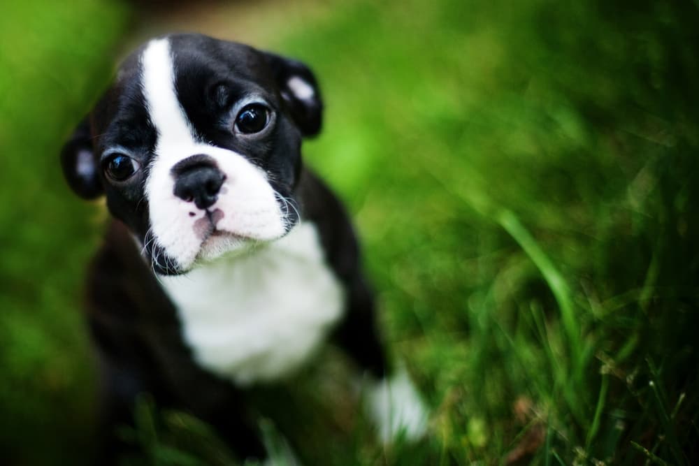 Boston Terrier puppy