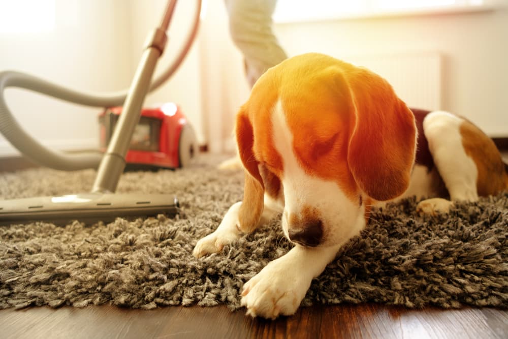 Vacuuming with dog at home