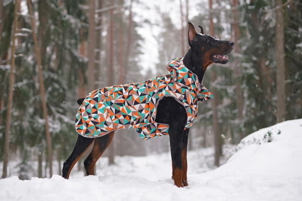 Big dog outside in the snow, good inspiration for big dog names