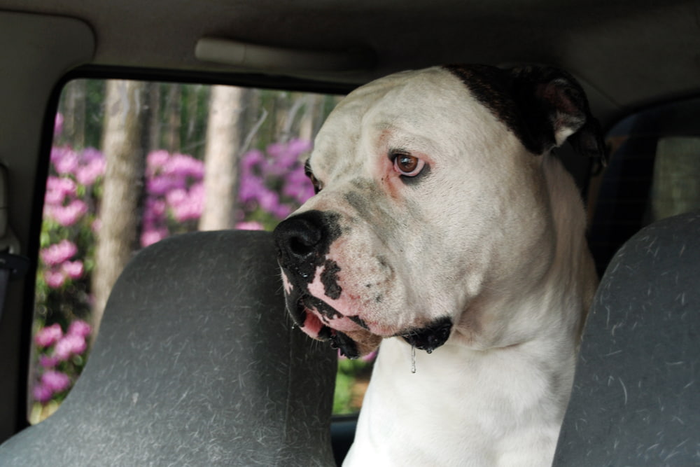 Dog sitting in the car drooling signs of antifreeze poisoning in dogs