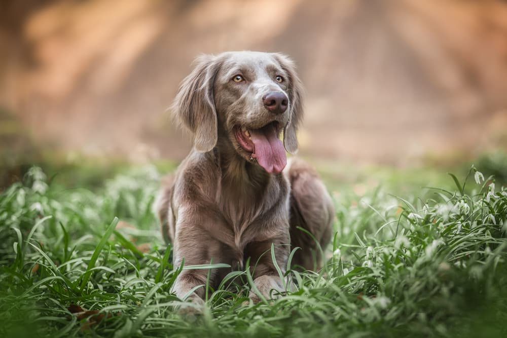 Weimaraner dog laying in a field