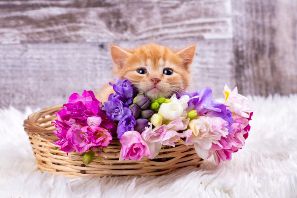Cute kitten sitting in a basket with flowers