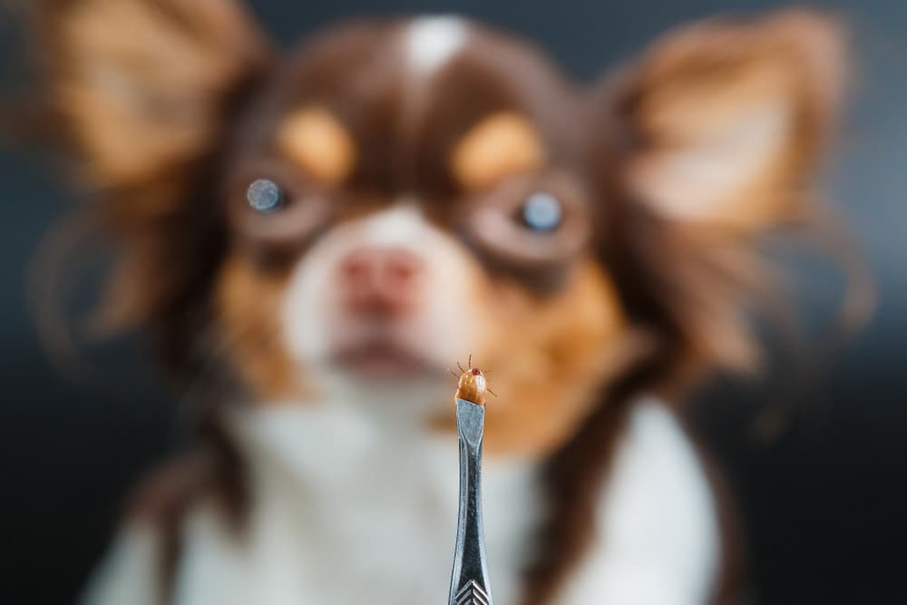 Dog with a tick in front of its face just removed as a tick-borne diseases in dogs