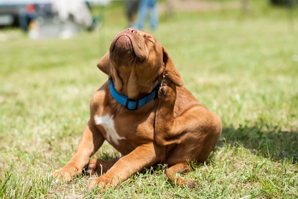 How To Tell If Your Dog Has Fleas?