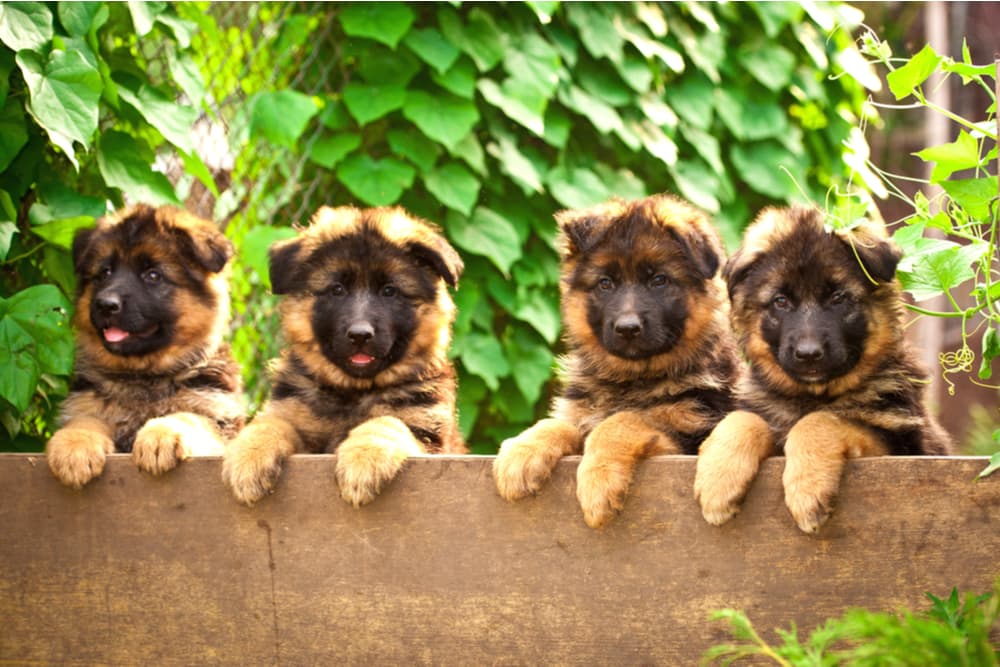 125 German Dog Names That Are Fantastisch