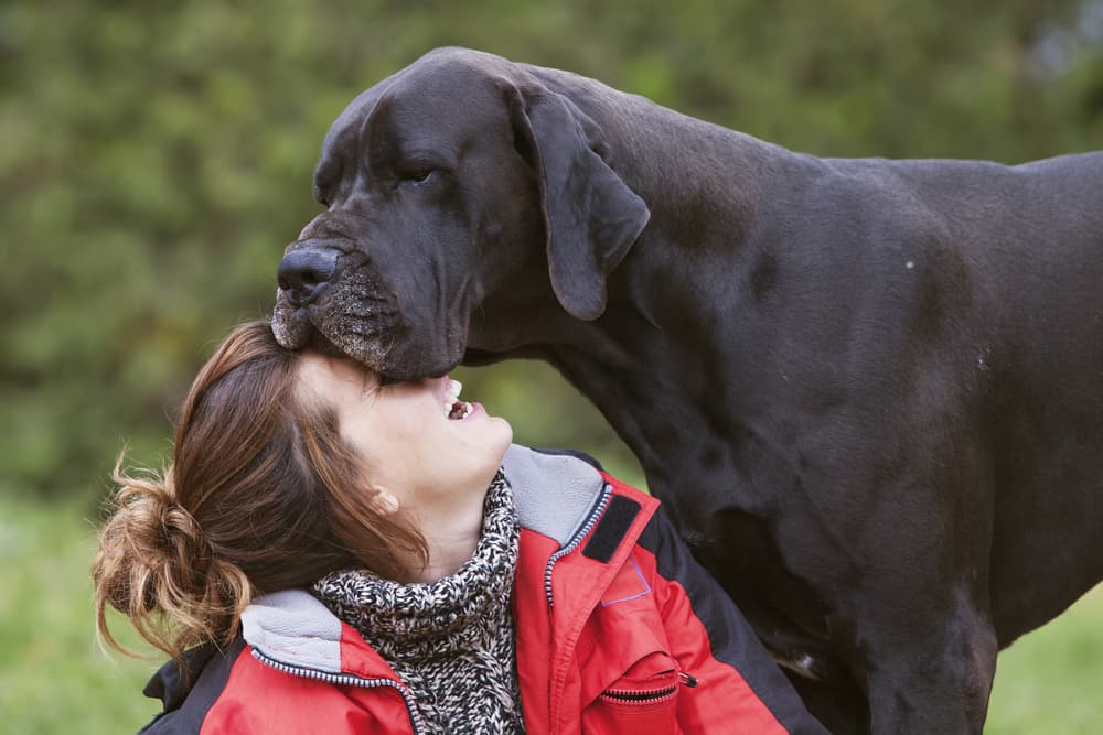 Great Dane with owner and happy, best german dog name inspiration