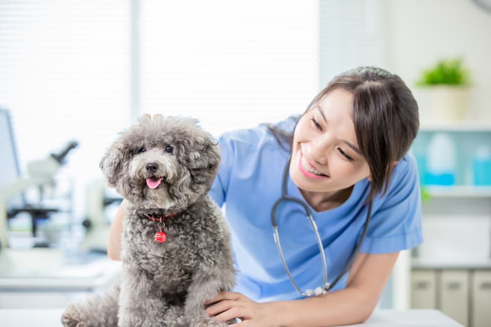 Dog at the vet