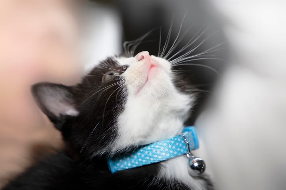 Close up of cats chin and mouth