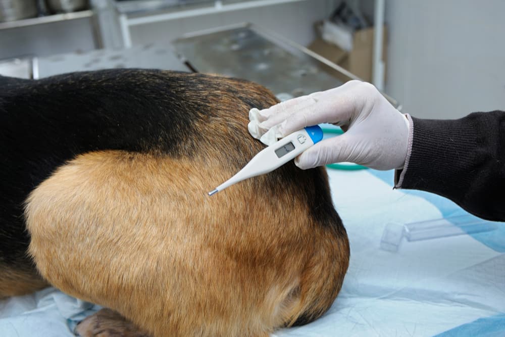 Using a thermometer to determine if it is a normal dog temperature