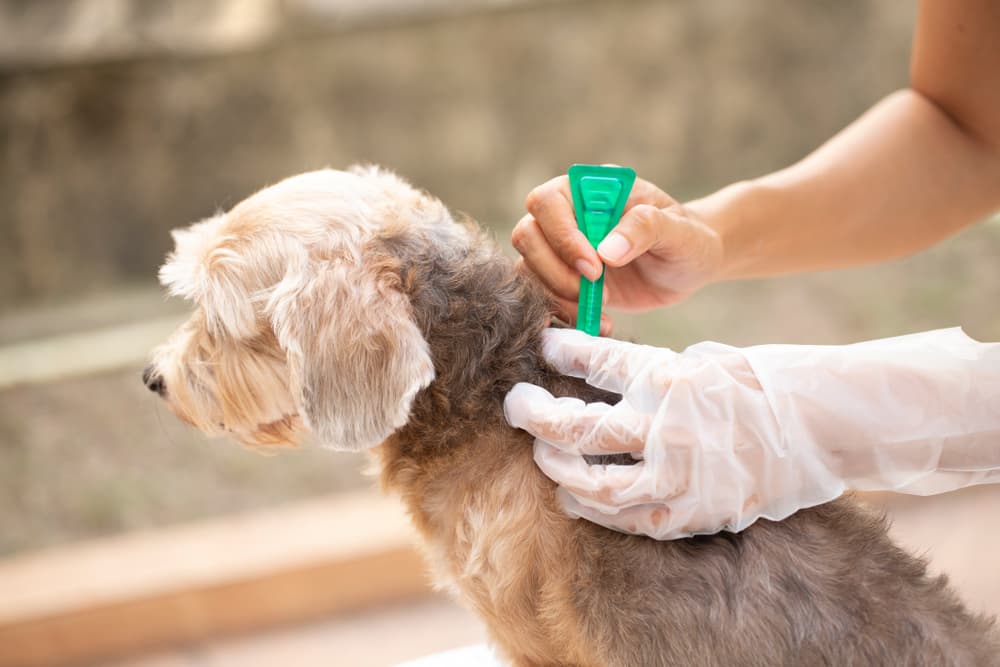 Flea and tick prevention