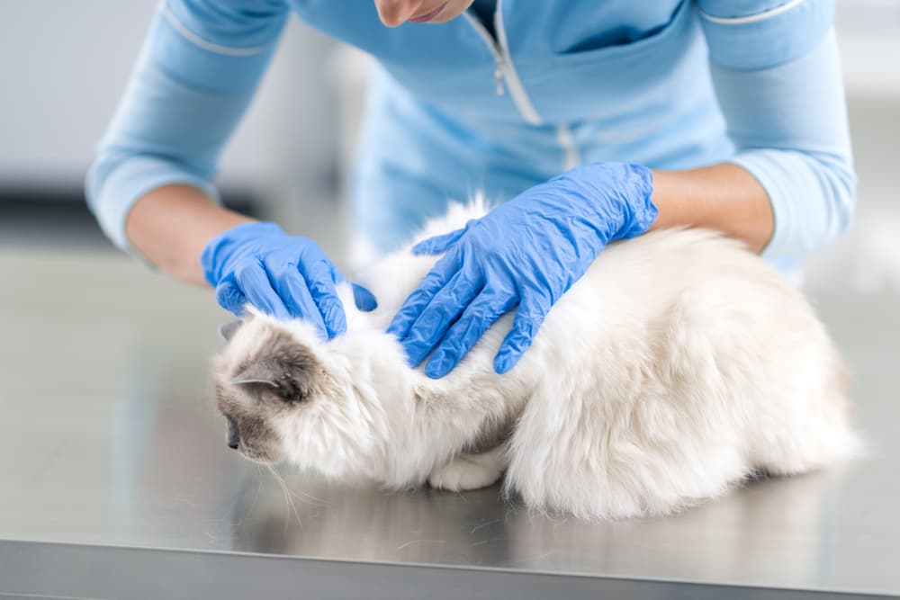 Cat getting flea prevention treatment from a vet
