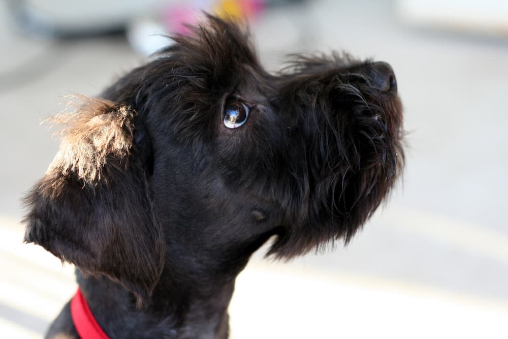 Very cute dog looking up to camera very sweetly