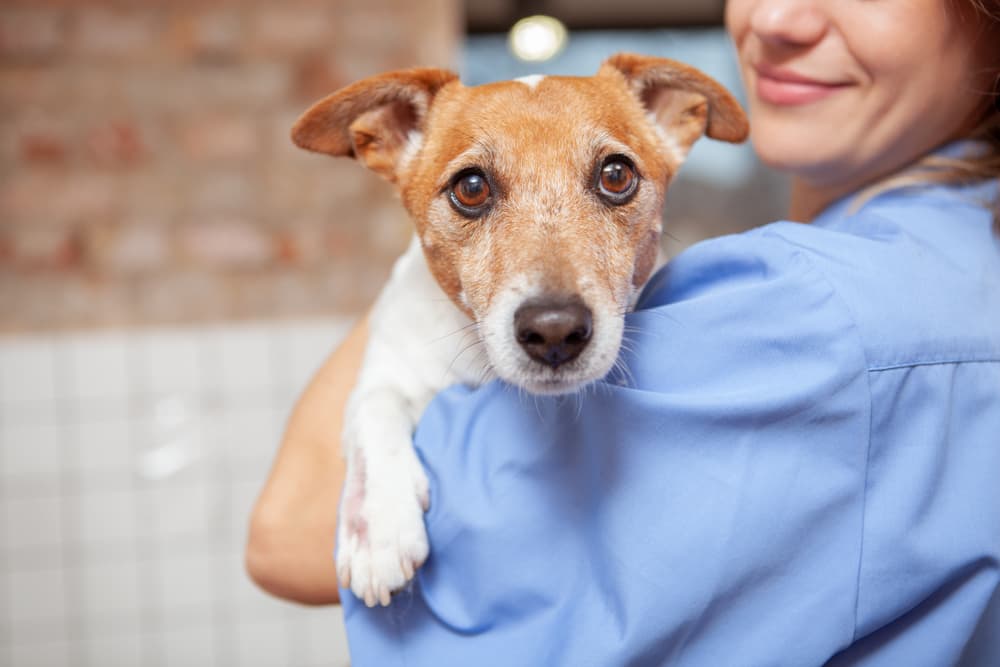 Dog being held at the vet
