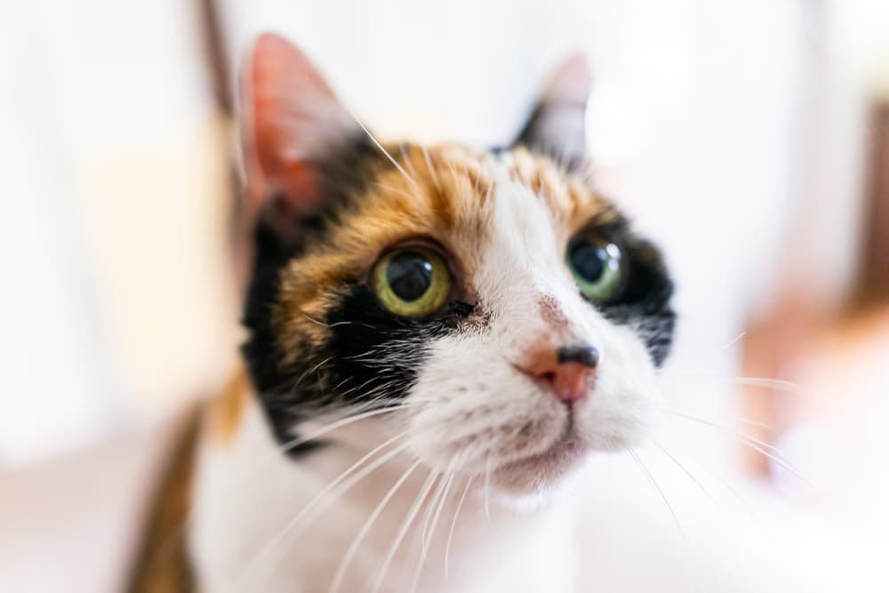 Cat Chin Acne: Why it Happens and How to Help