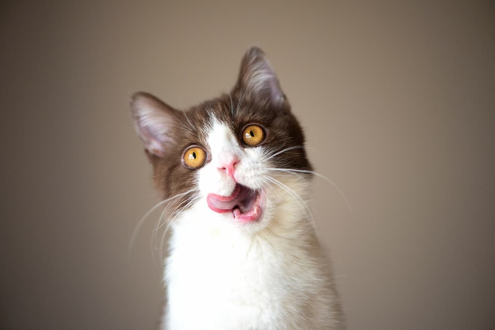 Can Cats Eat Chocolate?
