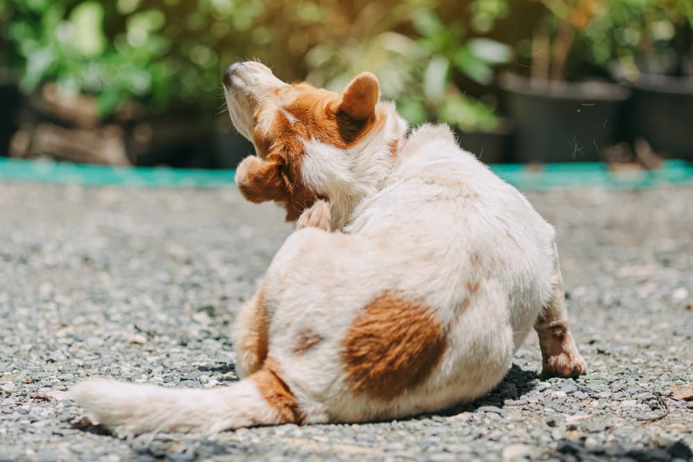 Dog scratching back due to having fleas wondering can fleas kill a dog