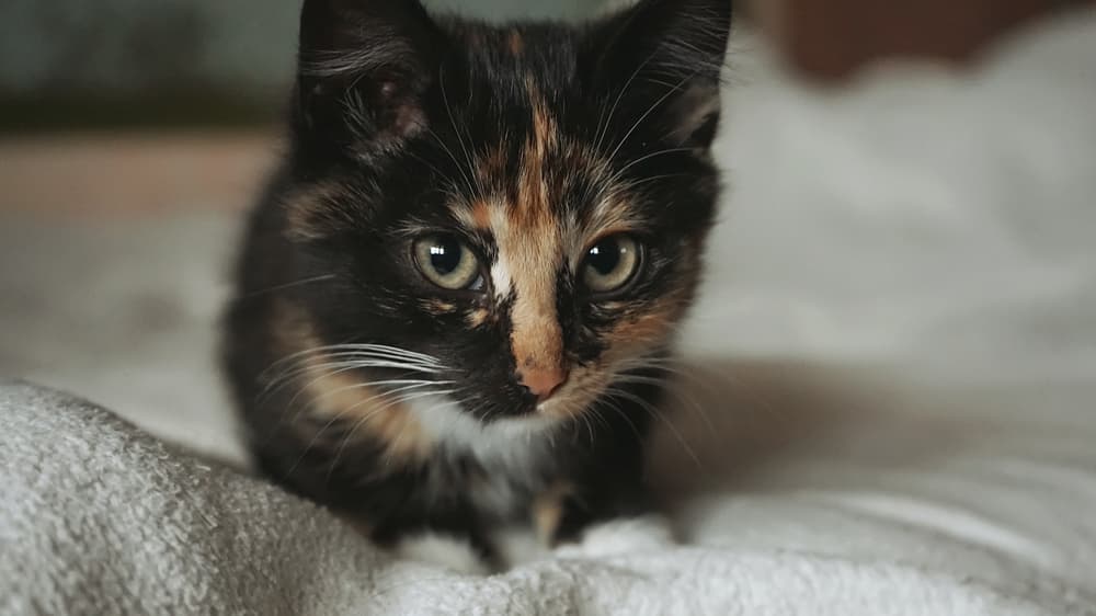 Cute kitten on bed