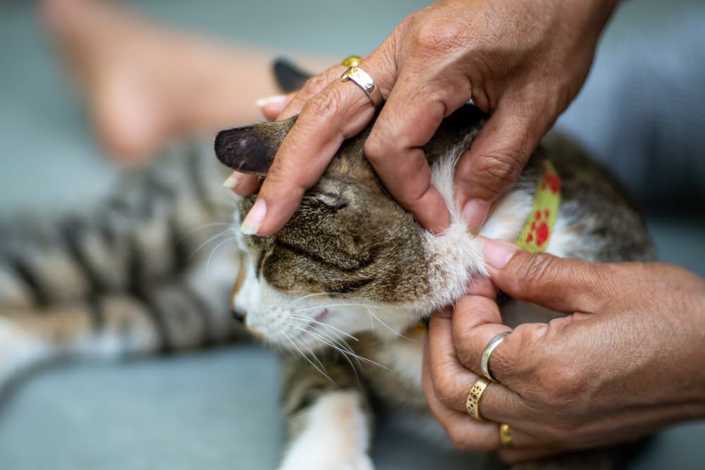 Inspecting cats fur for fleas