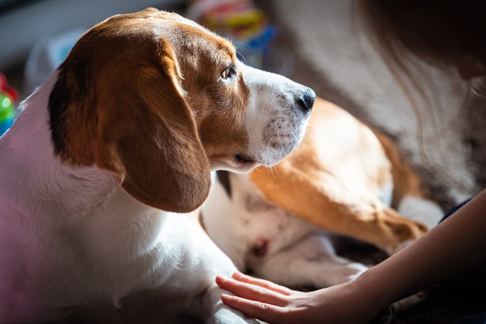Woman petting Beagle dog
