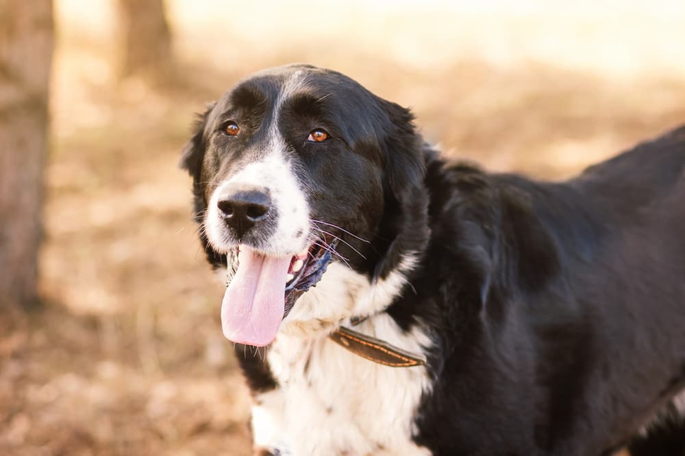 Cute big dog