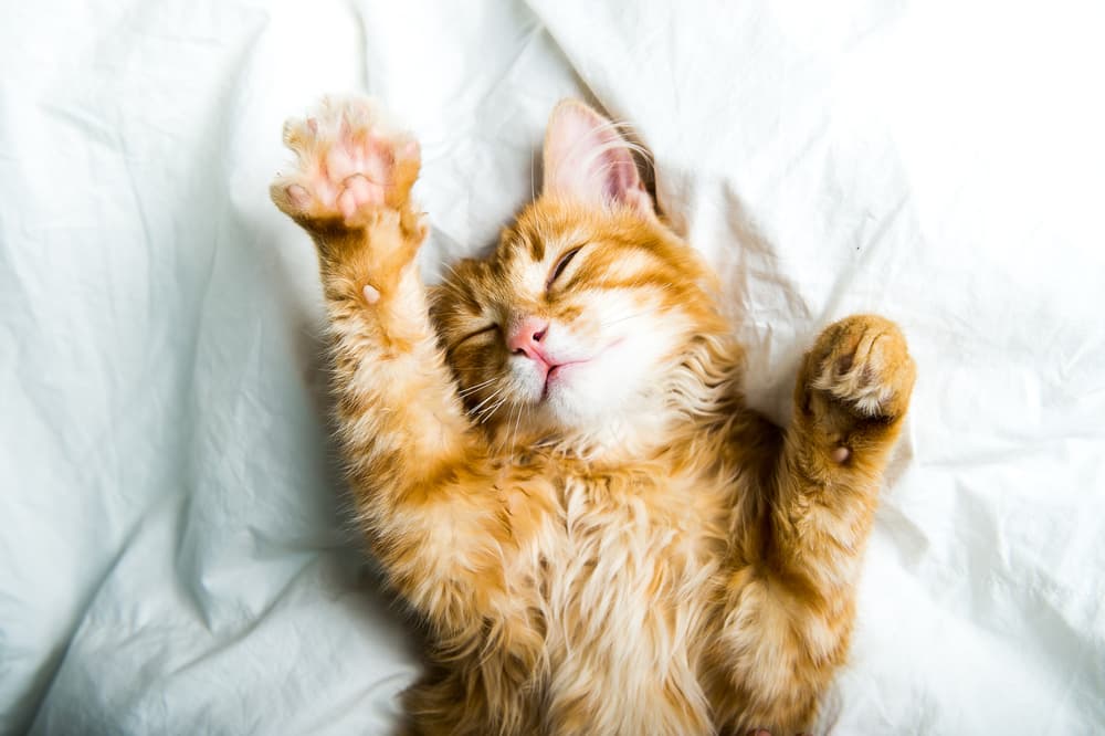 160 Orange Cat Names for Ginger-Colored Felines