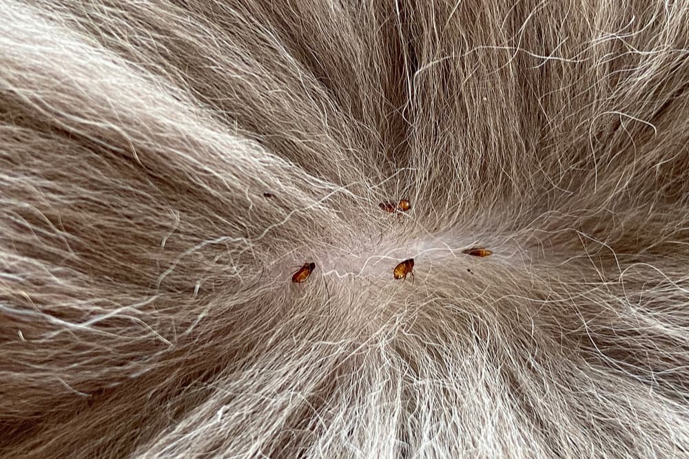 Close up of fleas on a cat