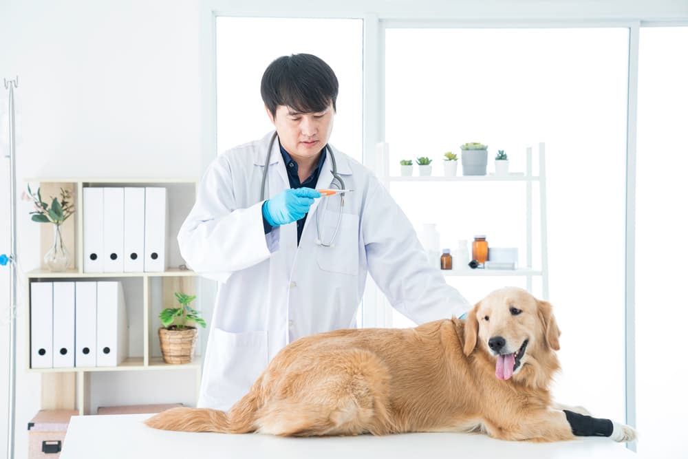 Dog at the vet having their temperature read