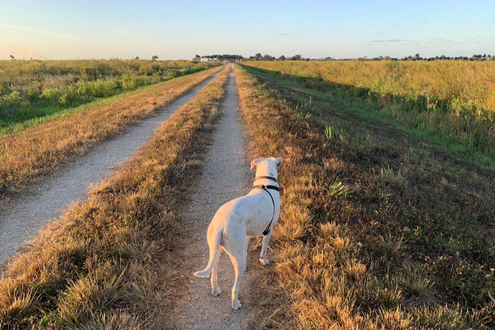 Dog walking down a long grass road near a field