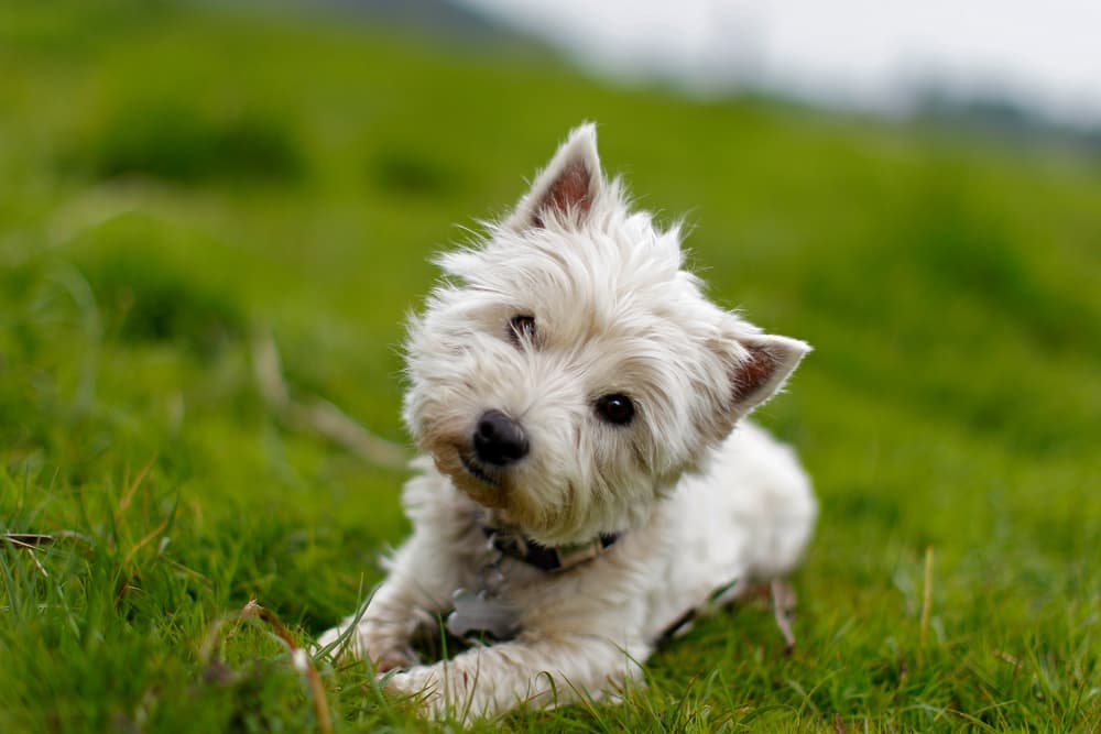 Dog head tilted laying in the grass outside