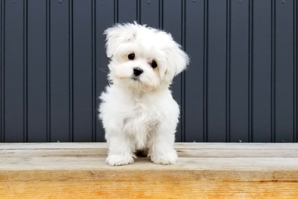 Dog with head tilted