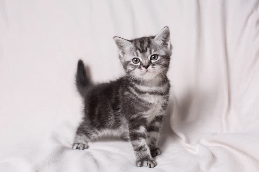 Kitten at a photoshoot