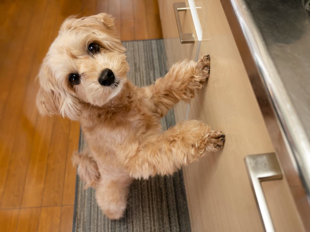Dog begging in kitchen